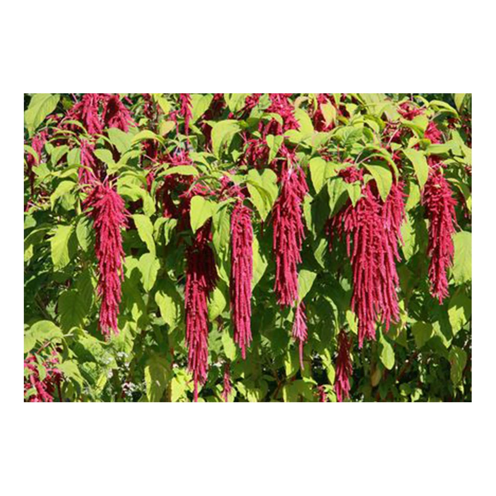 
Лидер продаж, 100% натуральное масло Семян Амаранта 