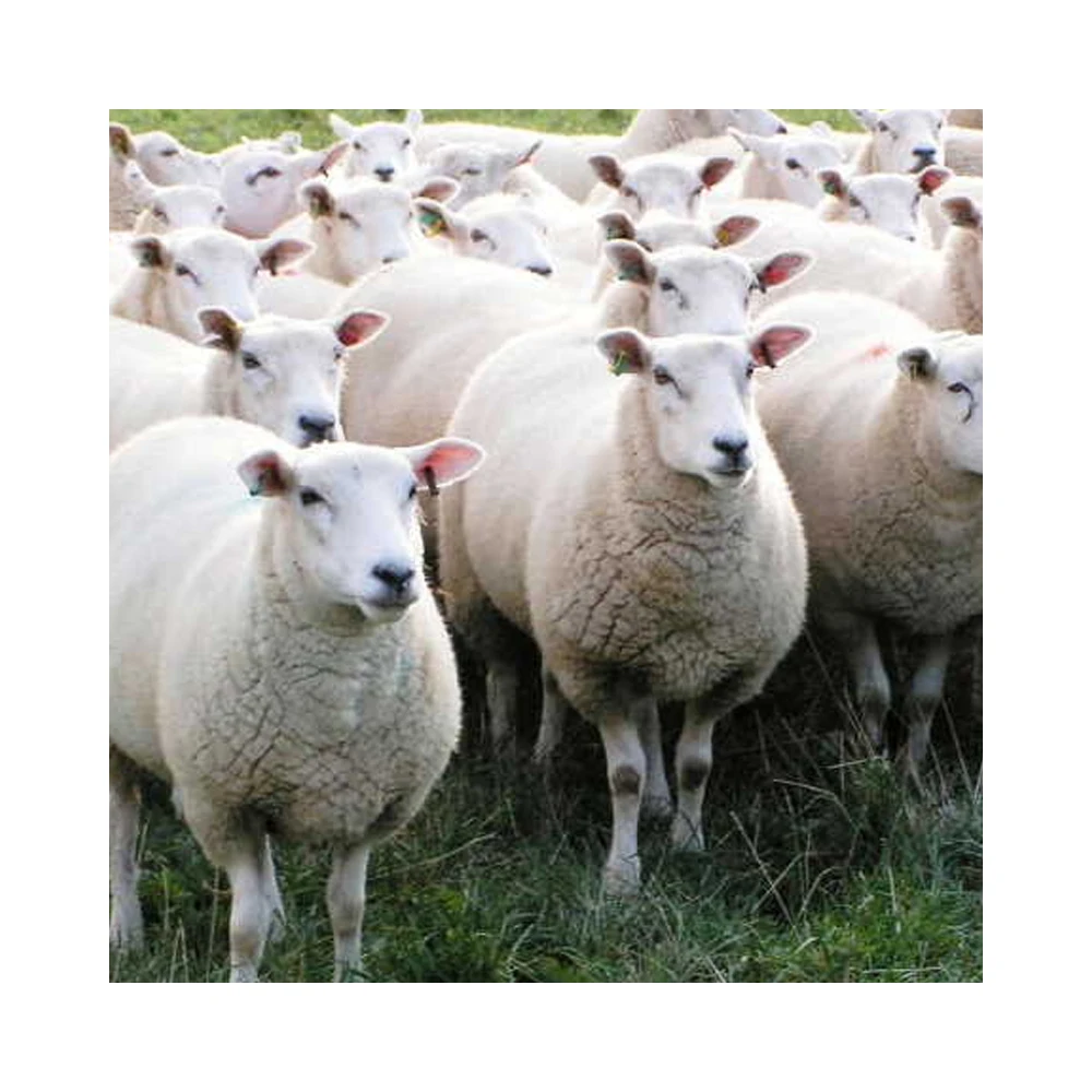 
Commercial Ram For sale Purebred Ram Lambs - Dorper 