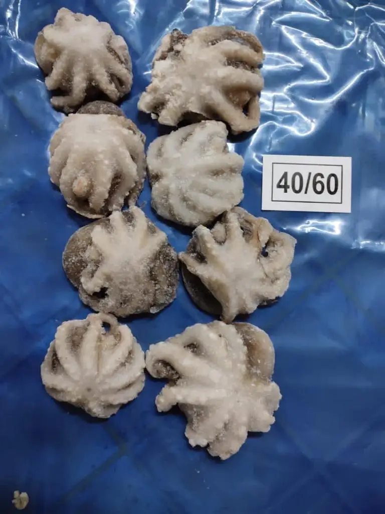 frozen baby octopus cleaned from India, Octopus cleaned IQF