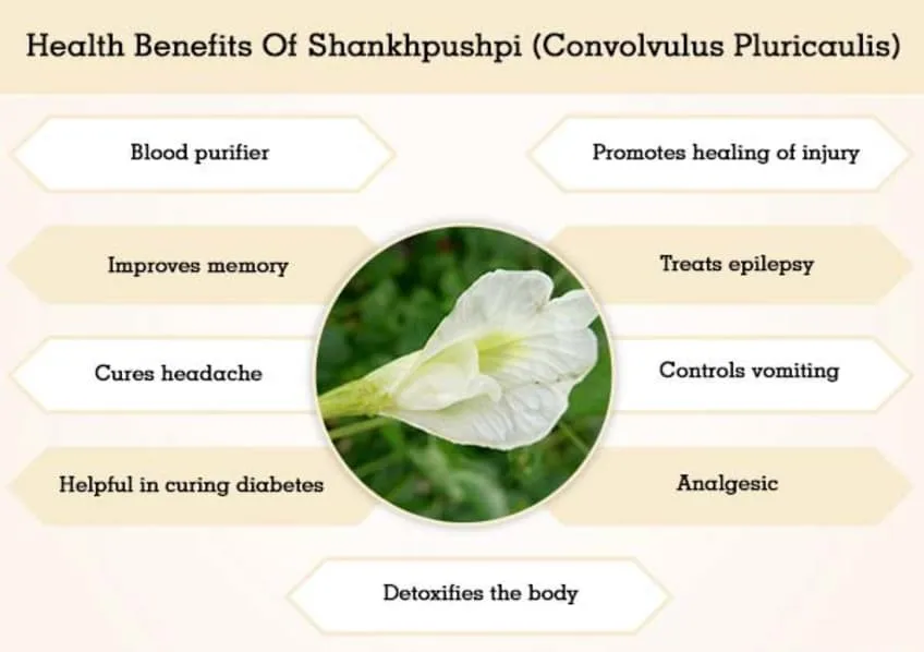 Shankhpushpi Organic Powder also known as Convolvulus prostratus