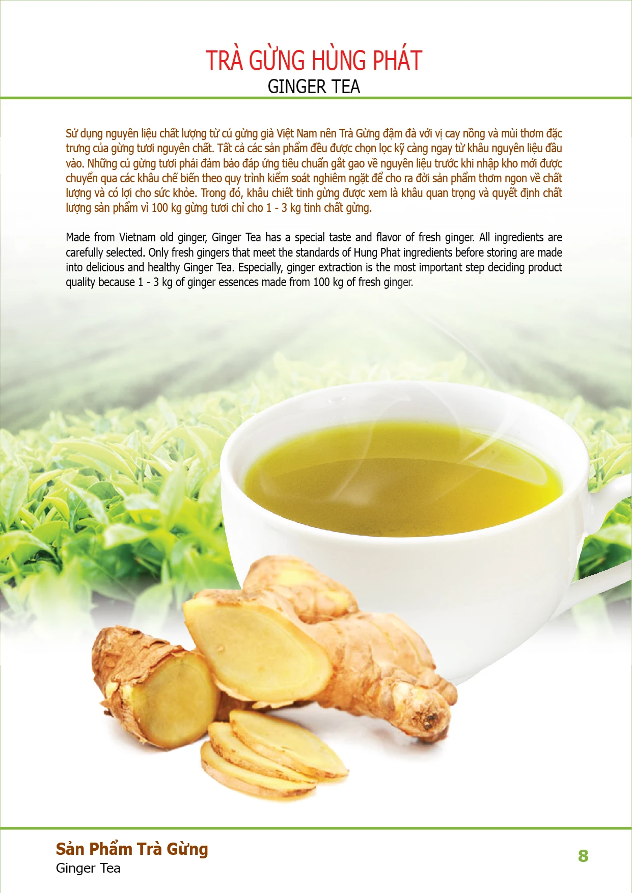 INSTANT GINGER TEA FLAVORED Organic Tea Blended Fresh Bag Gift Packing ISO Stir-fried Sachet