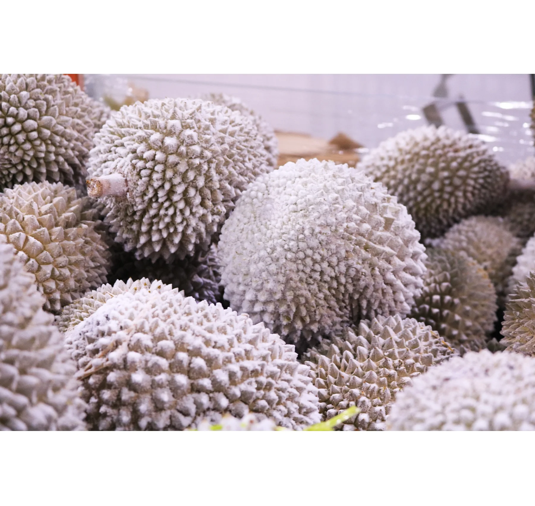 Supplier Premium Quality Frozen Durian Fruit D24 XO A with Shell from Malaysia HALAL Certified