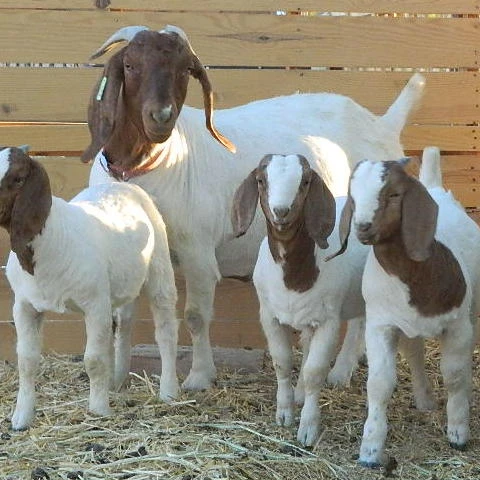 
Cheap Price Live Boer Goats For Sale / Full Blood Boer Goats/ Healthy 