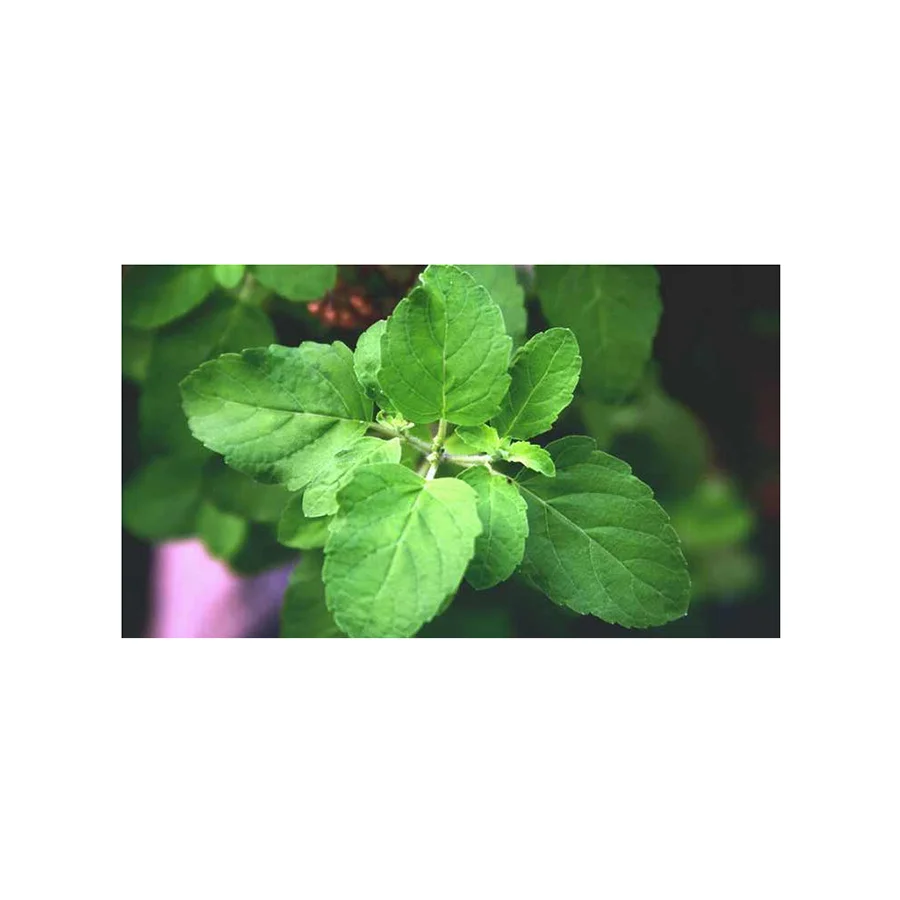 Natural Flavor With No Added Preservatives 100% Pure Dried Basil Powder Tulsi Leaf Powder With MOQ & Bulk Order Accepted