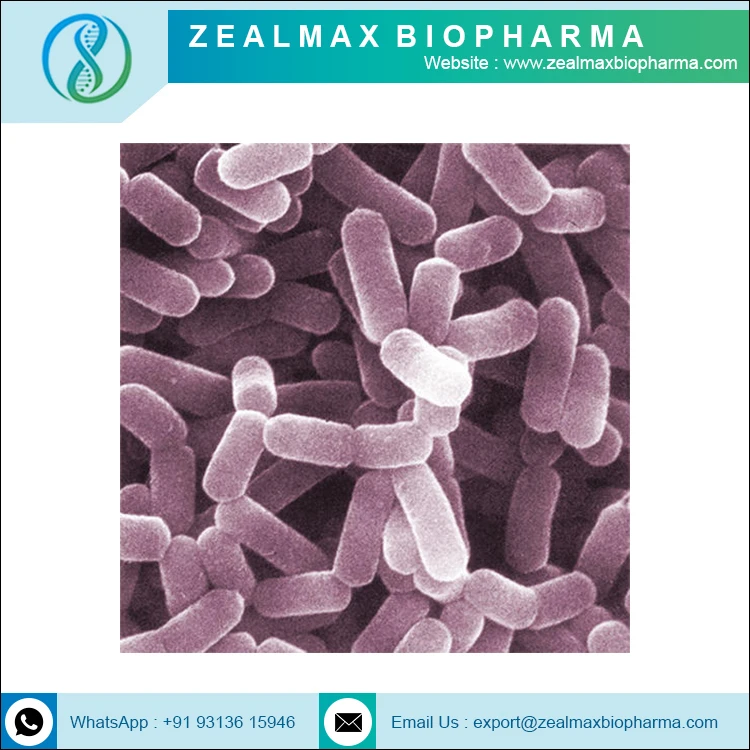 Nutritional Supplement Probiotics lactobacillus casei - Zealmax Biopharma