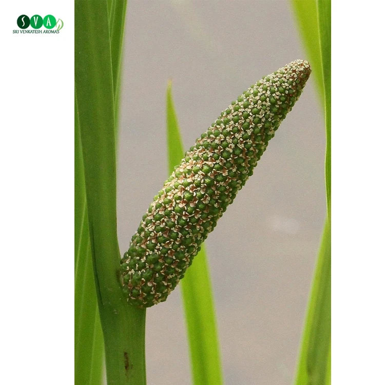 Bulk Quantity Available Pure Natural Organic Calamus Essential Oil