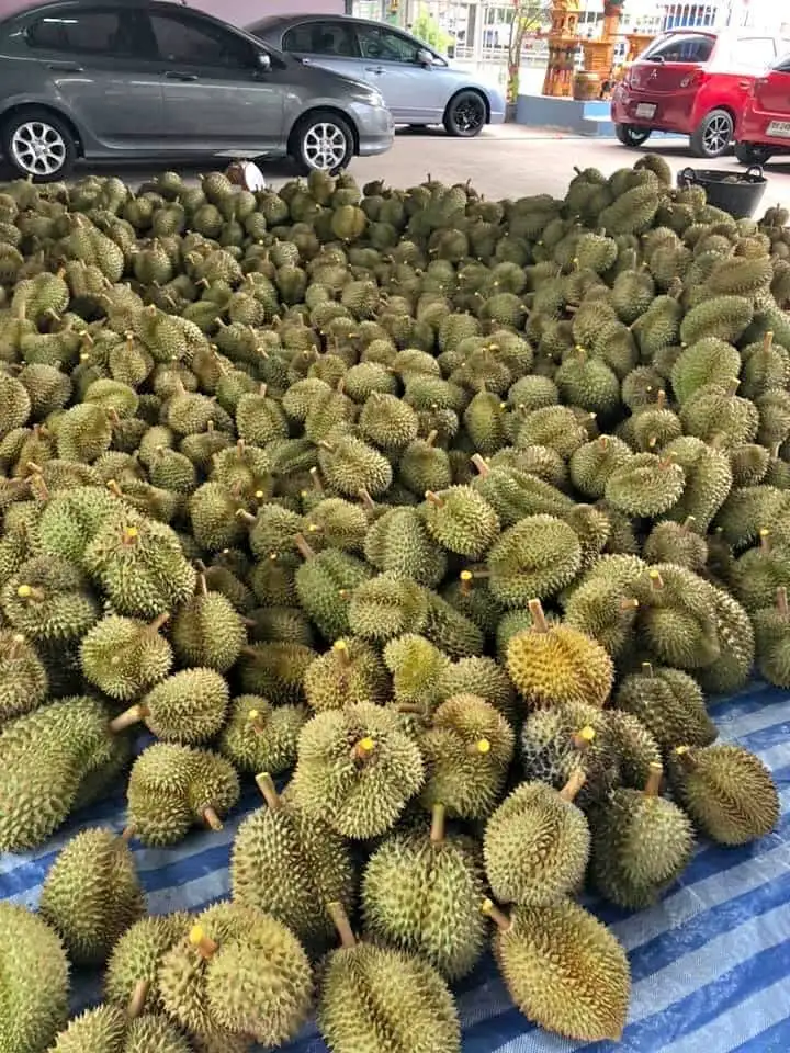 FRESH DURIAN  VS COMPETITIVE PRICE/FROZEN DURIAN