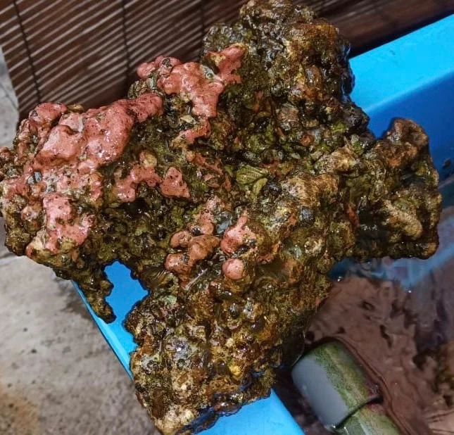 Wholesale Grade Aquarium Coral Ornament Fish Accessories Decorations Box Logo Tank Packing Feature Colorful