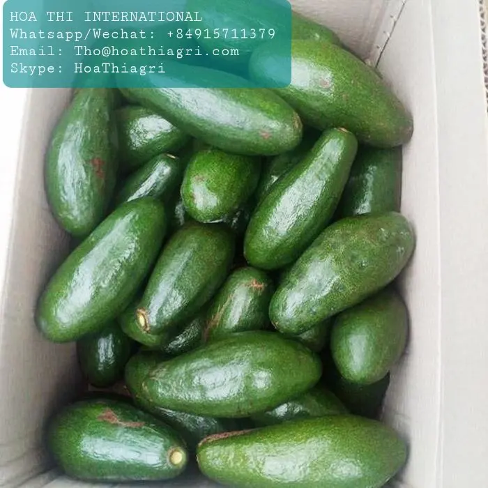 Fuerte Type Common Cultivation Type Vietnam Fresh Avocado For US, EU, ASIA, Market With Standard Quality And Competitive Price