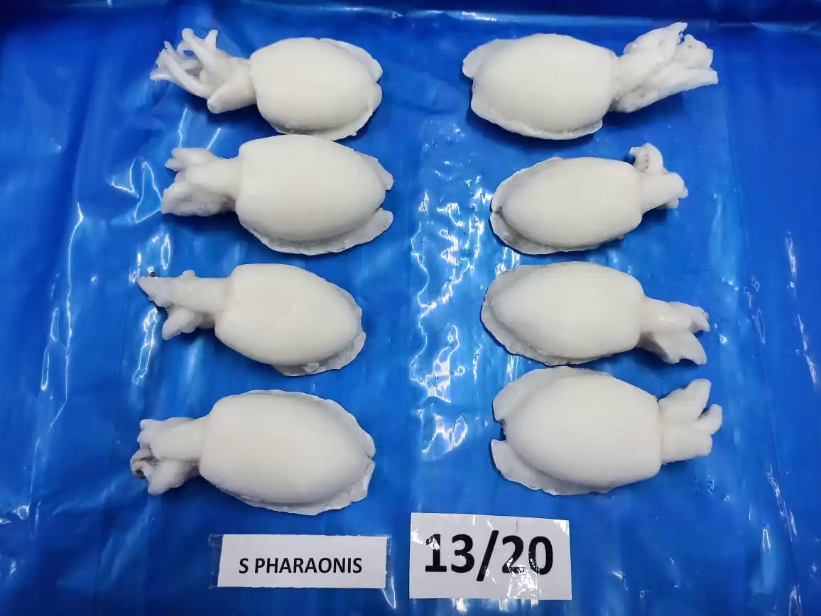 Top qiality Cuttlefish cleaned IQF from India