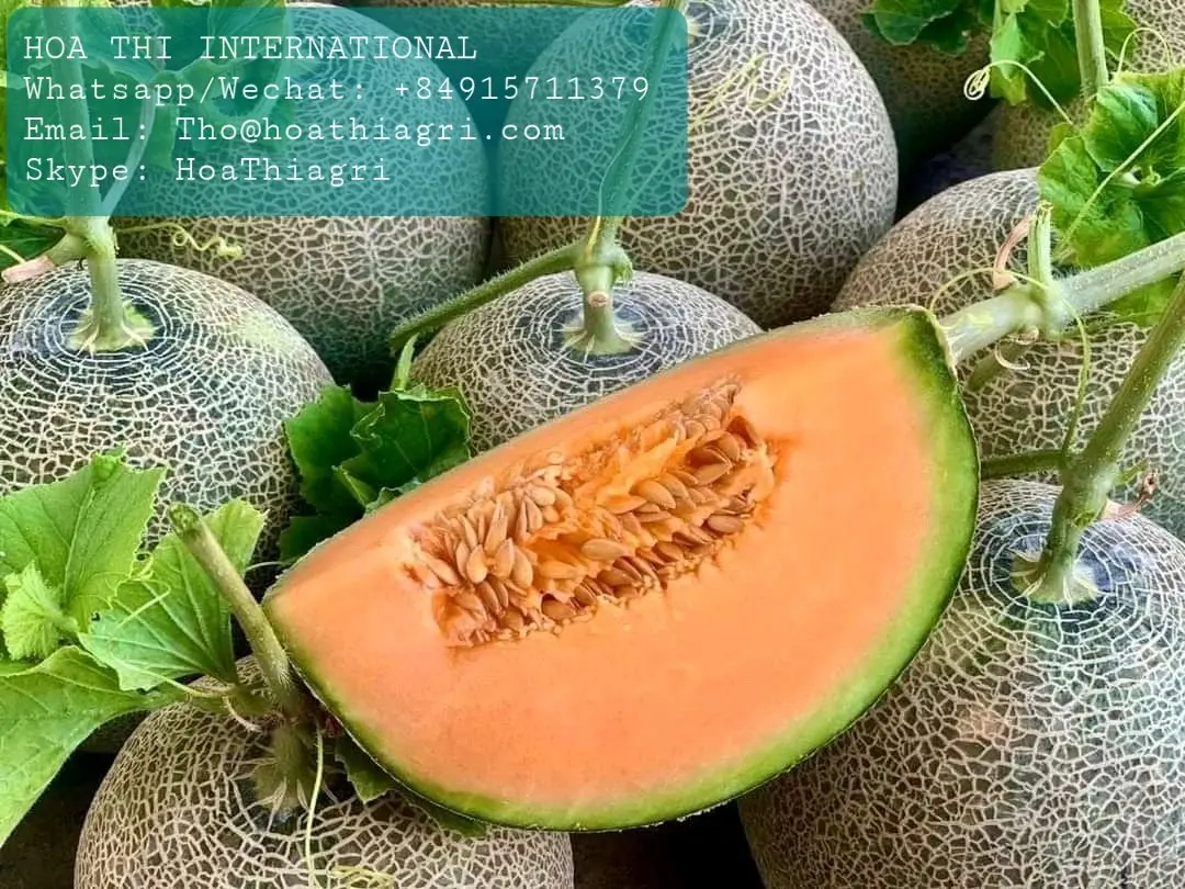 Органическое культивирование, 100% натуральная свежая Мускусная Дыня премиум-класса, размер 1,0-2,0 кг, высокое качество, Лучшая цена
