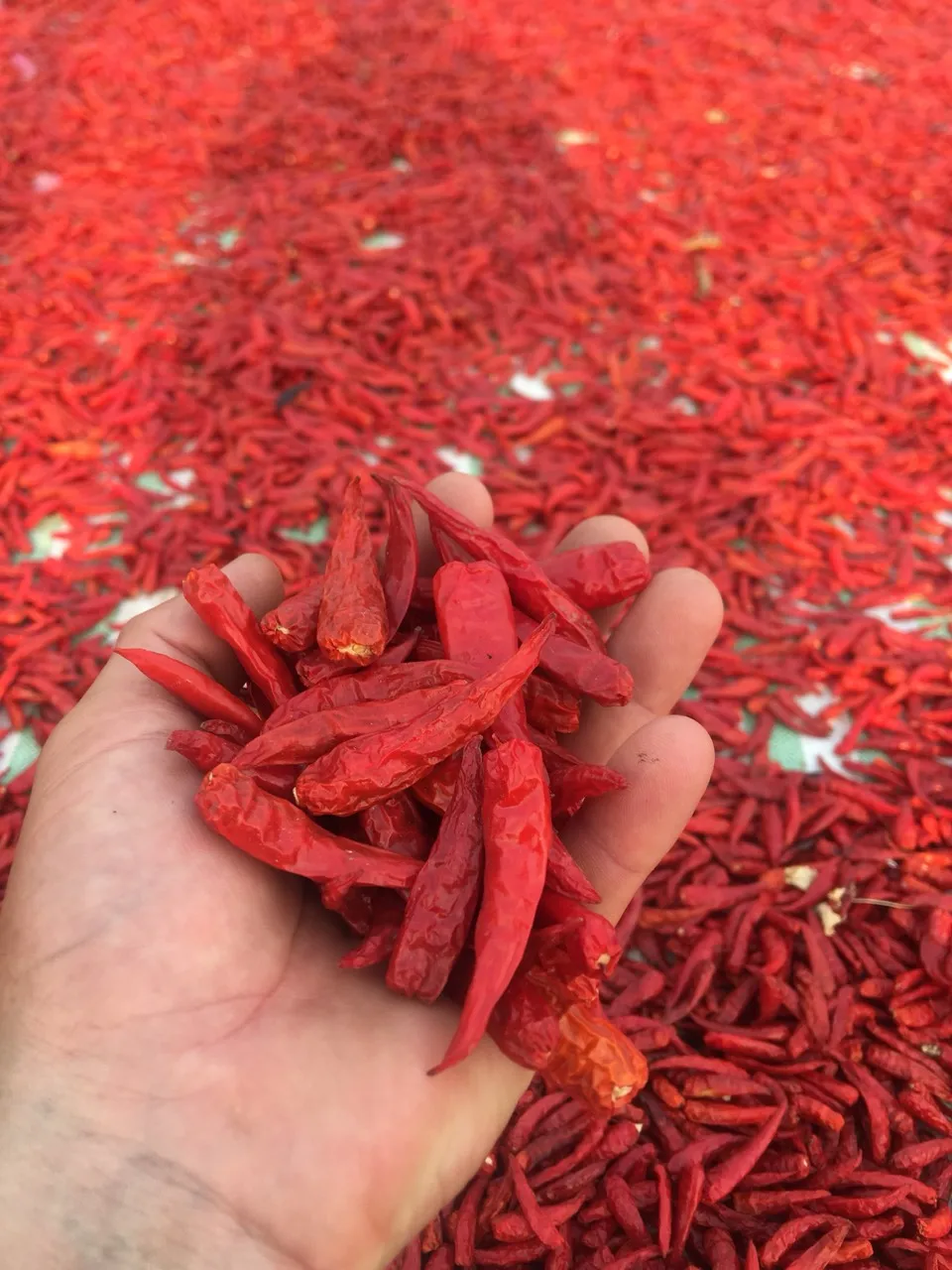 Сушеный красный чили/красный перец из Gimex Vietnam