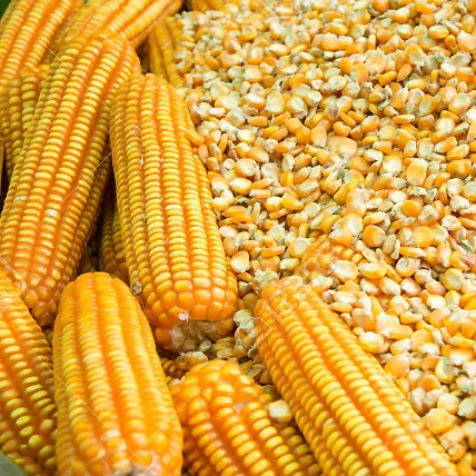 Высококачественная сухая желтая кукуруза для корма животных из Таиланда