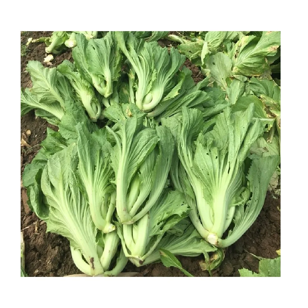 
Good Price Premium Organic New Crop Fresh Head Mustard Brassica From Vietnam Wholesaler 