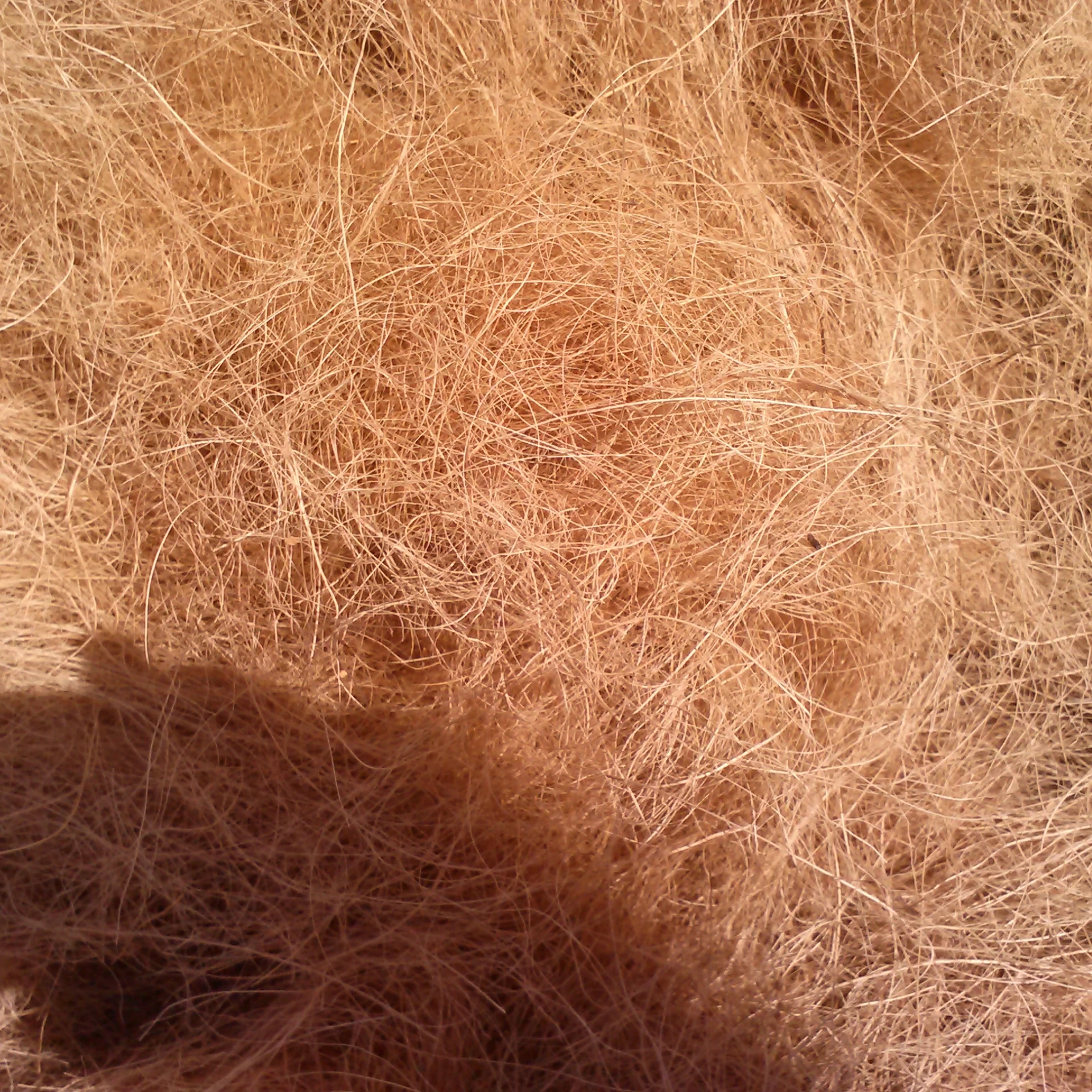 Необработанное кокосовое волокно низкая цена конкурентоспособная из Вьетнама