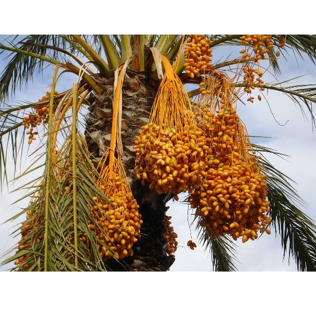 Phoenix sylvestris Indian date palm Tissue Culture exporters importers