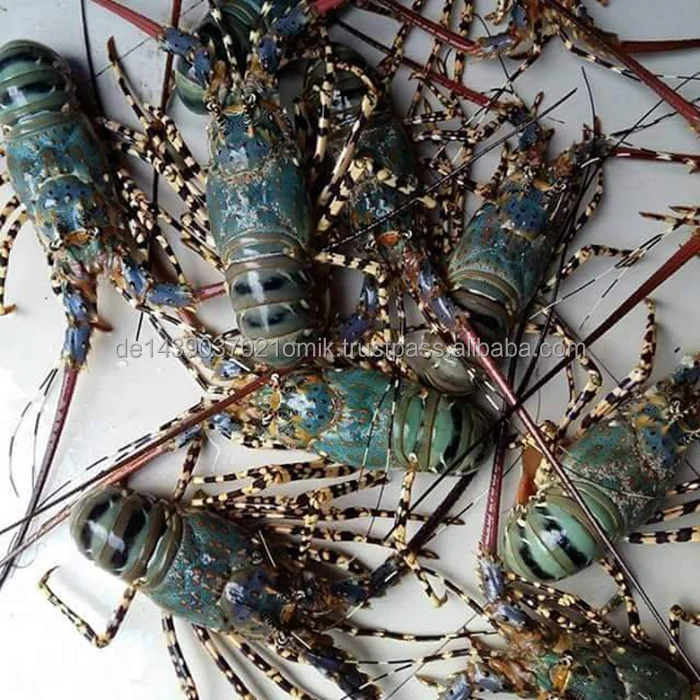 LOBSTERS  (1).jpeg