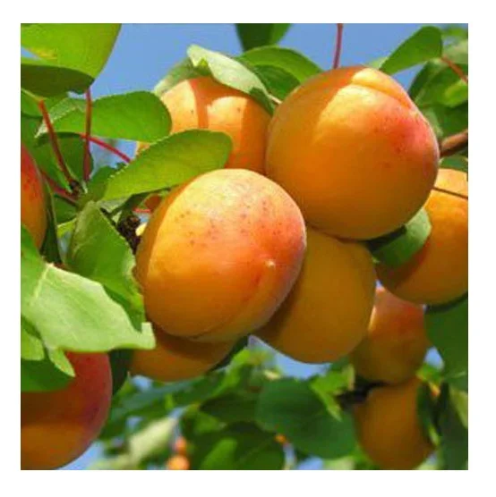 
Wholesale Best Price Supplier of Fresh Apricots with Fast Delivery 
