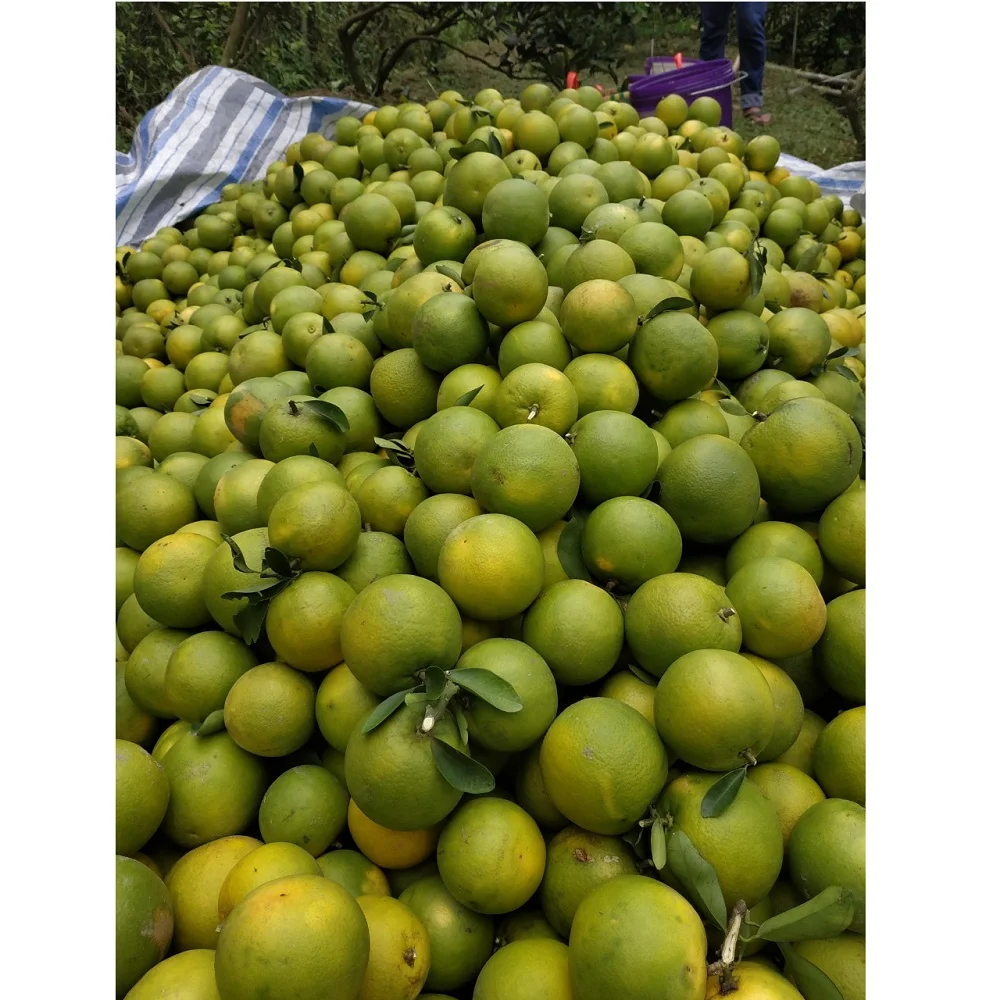 Top Seller Mild Sweet Taste King Mandarin With High Quality And Good for Health Export From West Of Vietnam