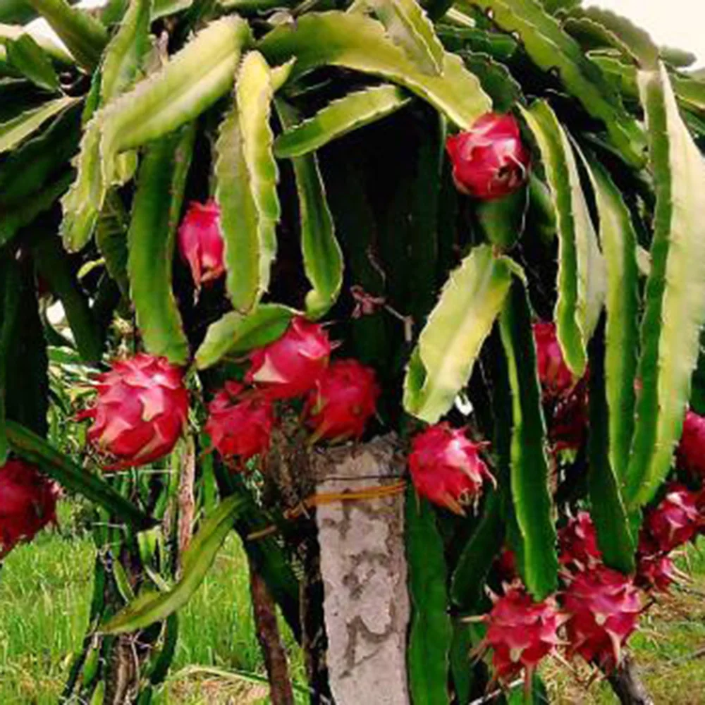 Белый плод дракона гарантированное новое и свежее/экспортное качество (порт хошиминь)