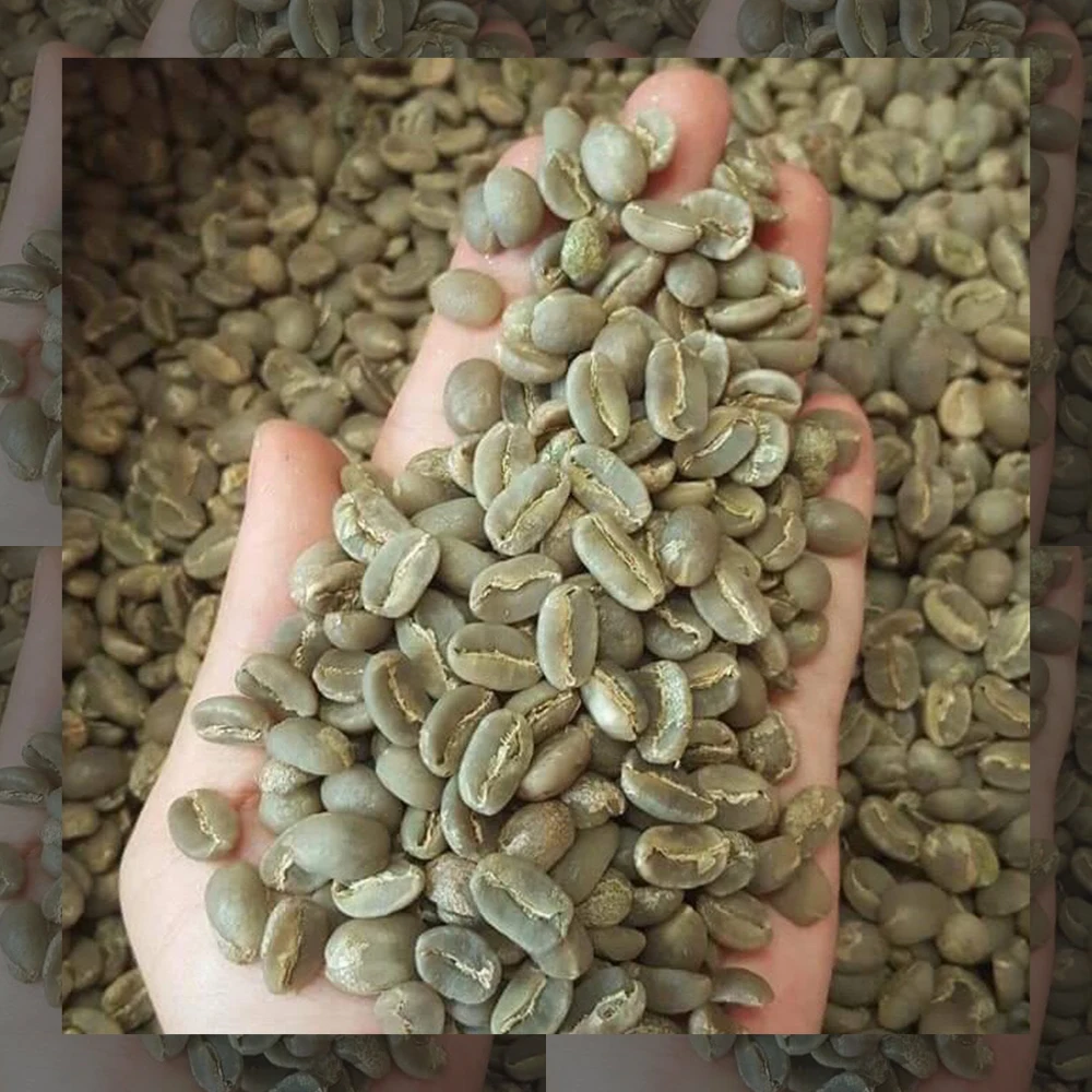 Vietnam First Grade Arabica Green Coffee Beans Premium Quality Screen 18