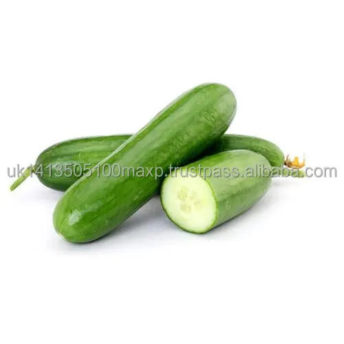 european-cucumber-500x500.jpg