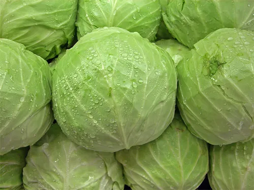 Fresh cabbage from Vietnam with best price_Vikafoods (+84983028718)