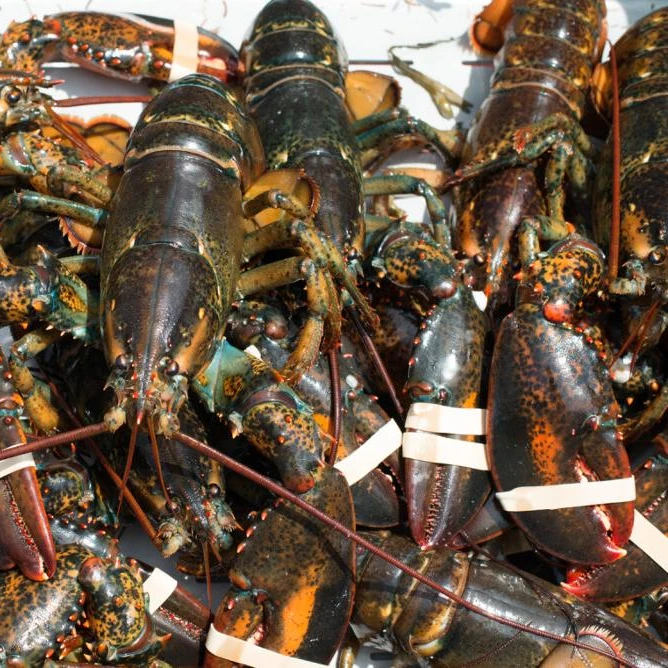 
Lobster Tails, Live Lobsters 