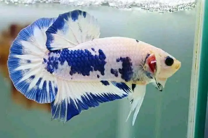 Синий обод Betta Fish HMPK