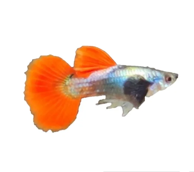 
BIG EAR RED TAIL GUPPY FISH - Multicolor Thailand Guppy Fish Premium Quality Ornamental Aquariums 
