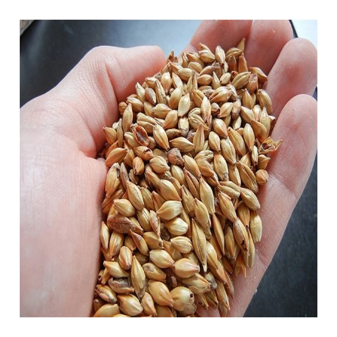 
Quality barley grain in bulk for brewing beer, barley grain 