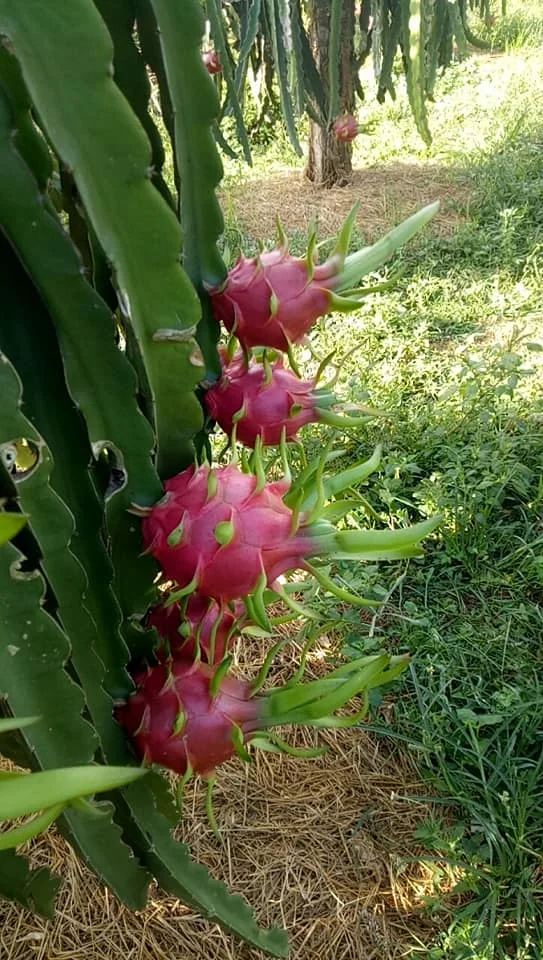 Свежий фрукт дракона из Вьетнама красный/белый высокое качество и быстрая доставка 0084947900124