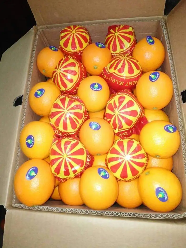 valencia orange malta 15kg egyptian premium quality class 1