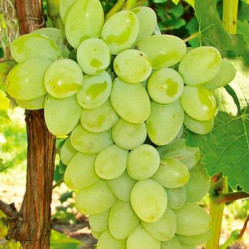 
fresh grapes for sale 