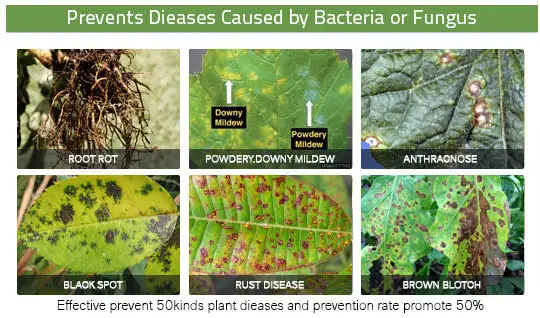 
Trichoderma Harzianum 2 x 10*6 CFU / Gm High Quality Anti Fungal Anti Rot 