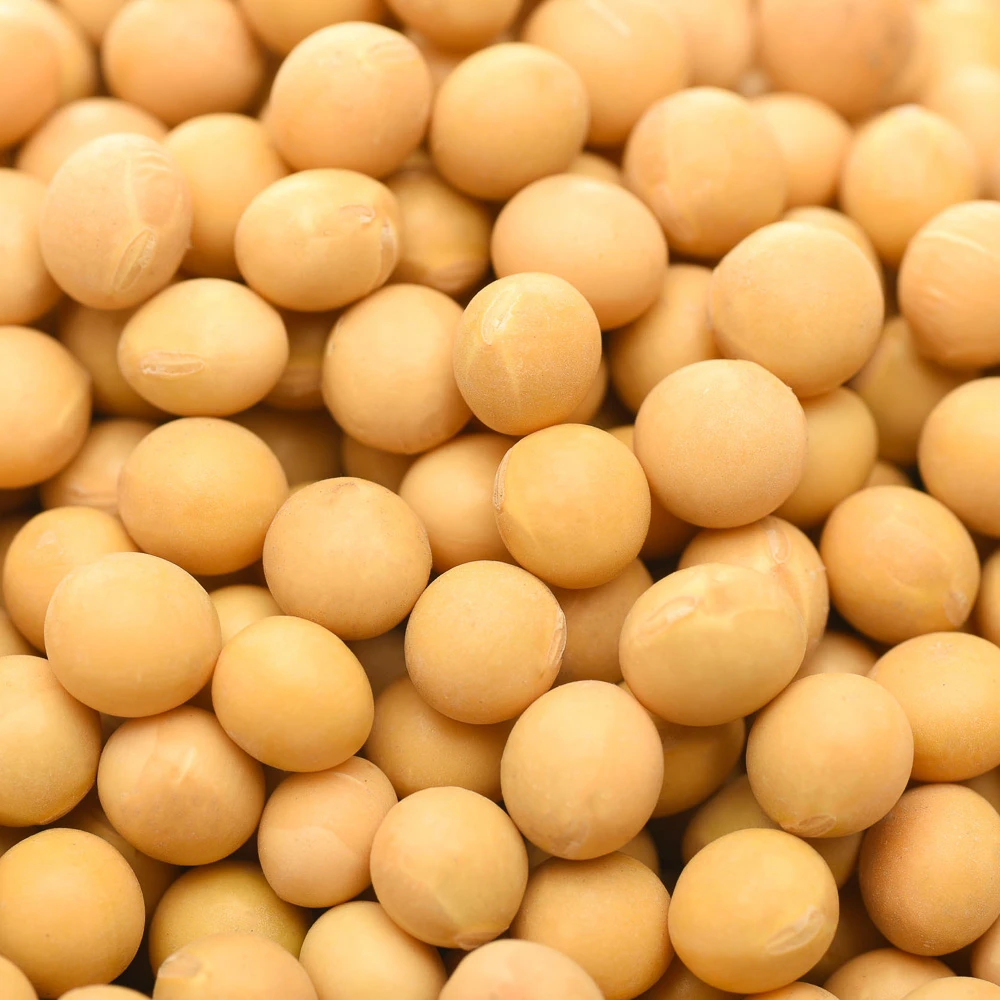 High quality dried Soya Bean/ Soybean