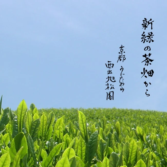 Organic Premium Gold Grade Hand-Picked Matcha Green Tea Uji Kyoto Japanese Wholesale