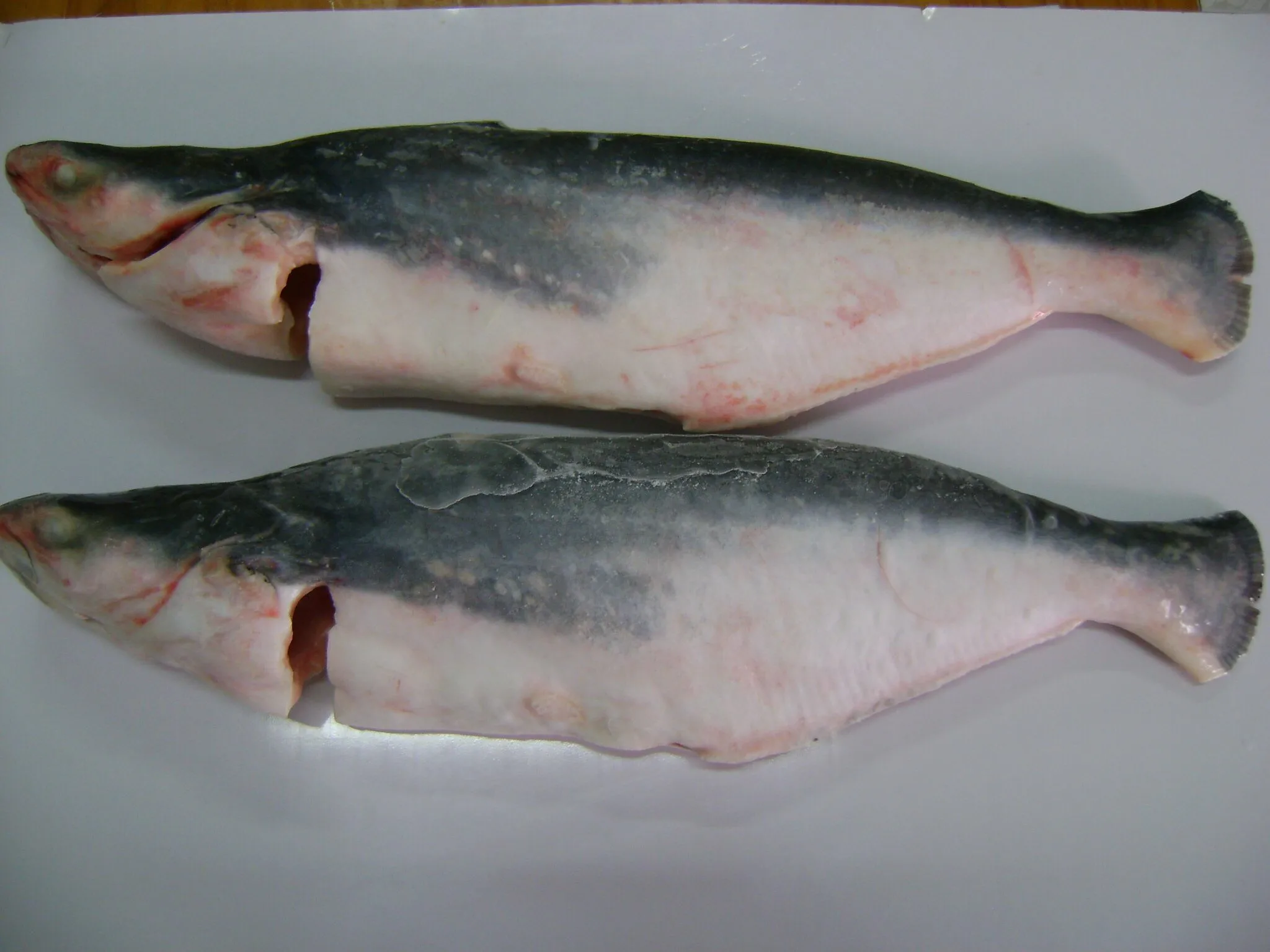 Premium Frozen Pangasius/ Basa Fish WG (Whole round Gutted) From VietNam
