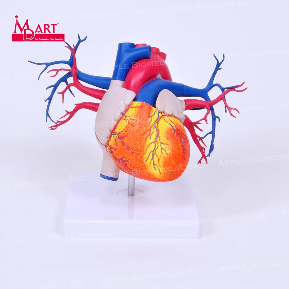 Артерия и венозная модель сердца с открытой камерой для модели человеческих органов