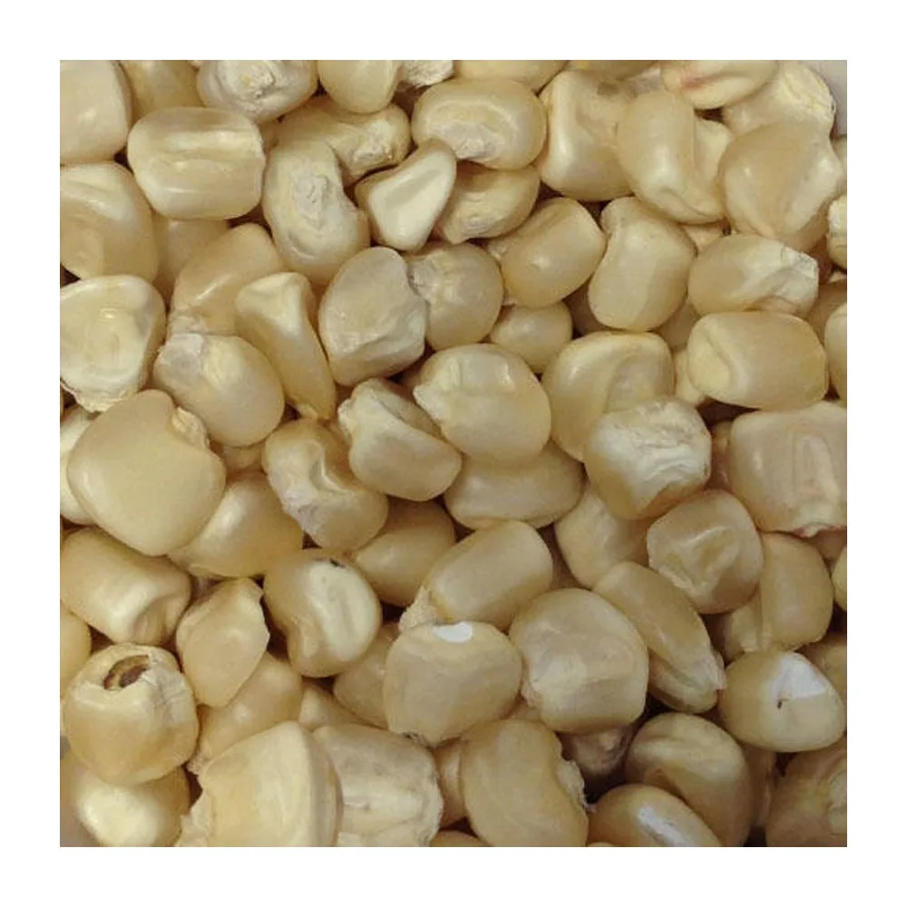 
Top Grade White Corn Maize For Animal Feed avaialbe 