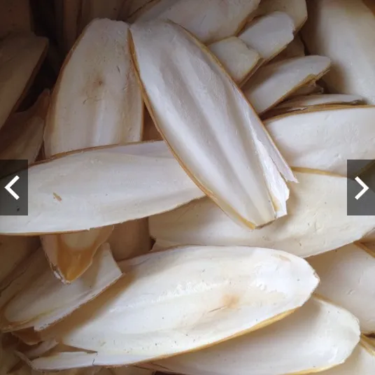 
VIETNAMESE DRIED CLEAN WASHED CUTTLEFISH BONE/ CUTTLEBONE 2021 