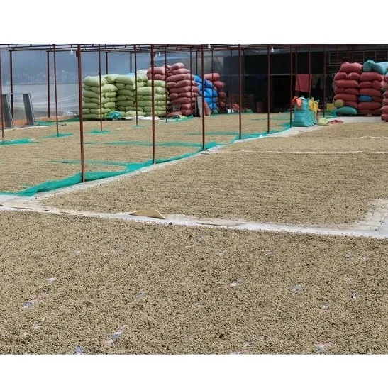 
ISO HACCP Certification Rustic Roasted Robusta Coffee Bean 500g Pure Coffee Beans in Zipper Bag Packaging a Grade 0.5 Kg 