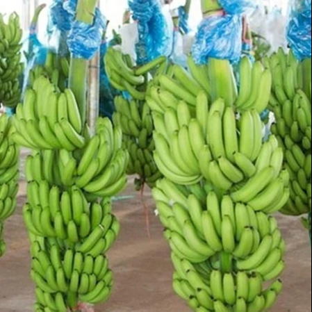 
Top Supplier Wholesale Price with GlobalGap Certification Fresh Cavendish Banana from Vietnam 