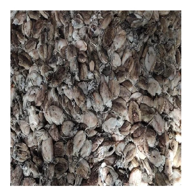 Top quality block frozen baby Cuttlefish whole from India, frozen baby cuttlefish