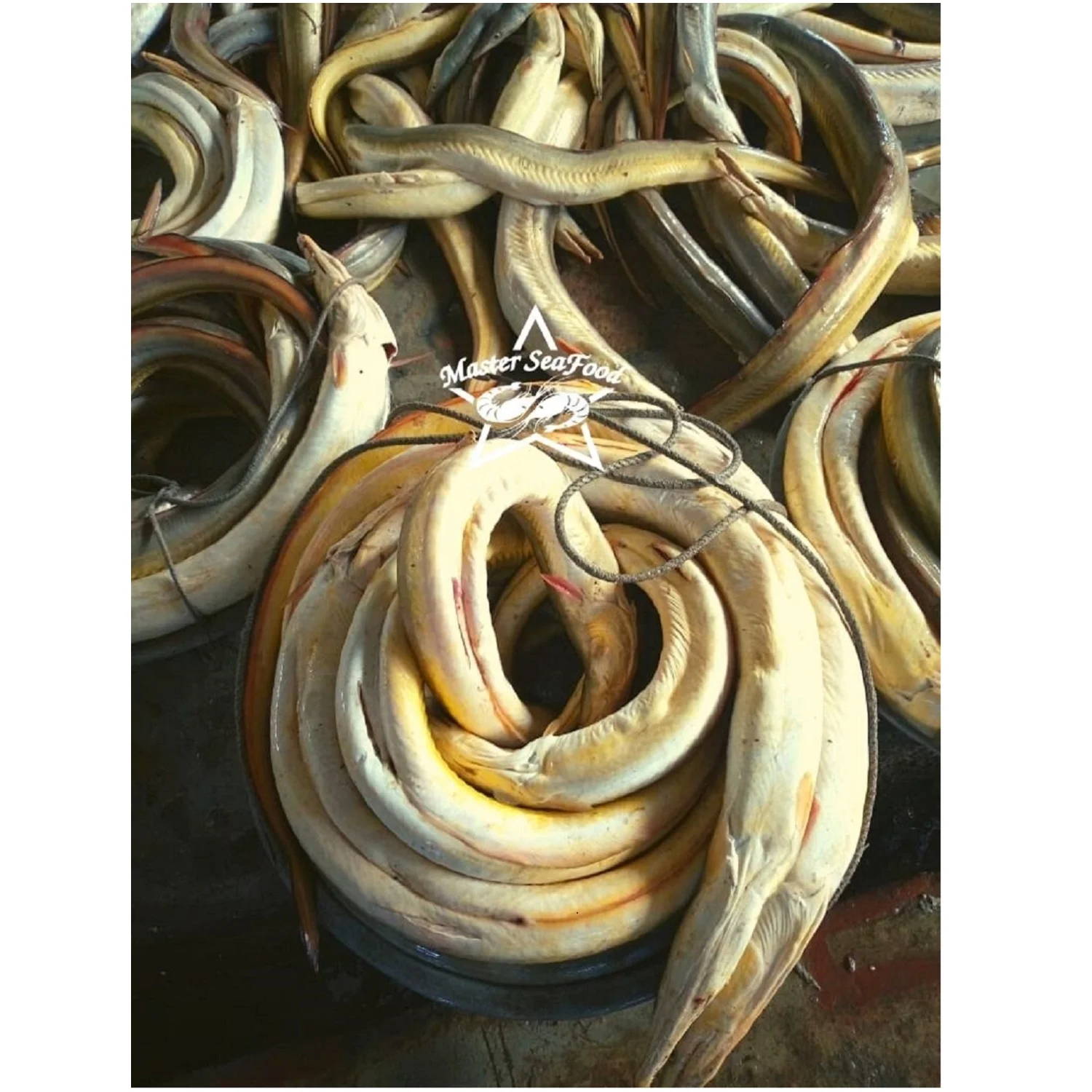 Yellow  Eel  Fish Fresh Master Seafood Hot Sale Premium Quality Bangladeshi Origin  Size 3KG to 10KG gutted Conger Eel