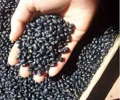 Dried Black Bean - best price