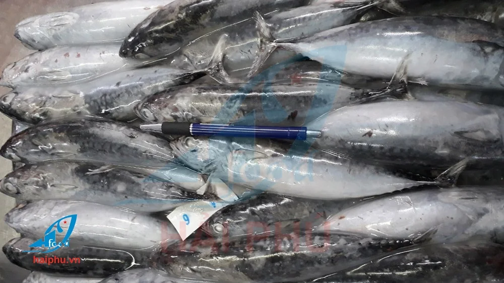 Пулевидный тунец по лучшей цене на вьетнамском рынке