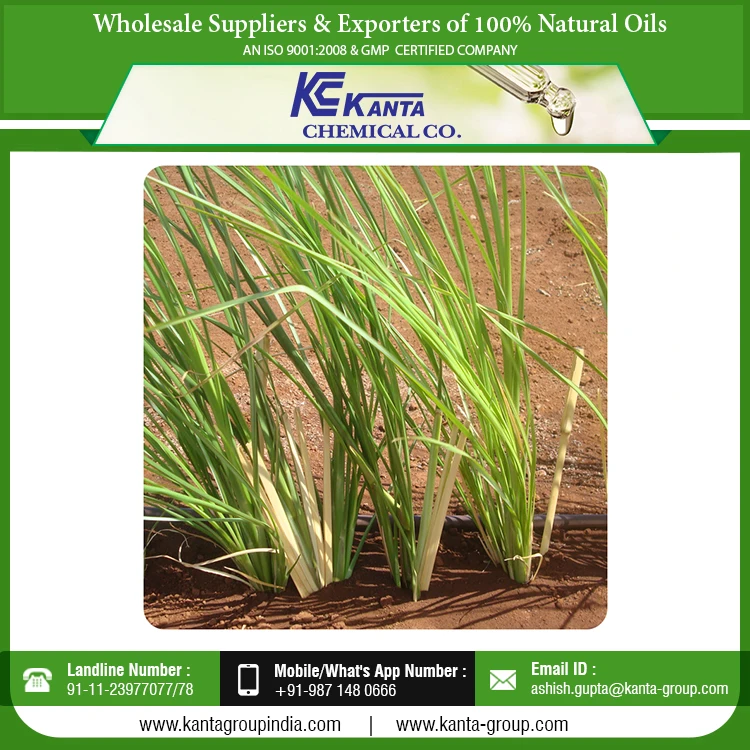
Bulk Exporter Vetiver Grass Oil Aromatherapy Natural Grass Essential Vetiver Oil 