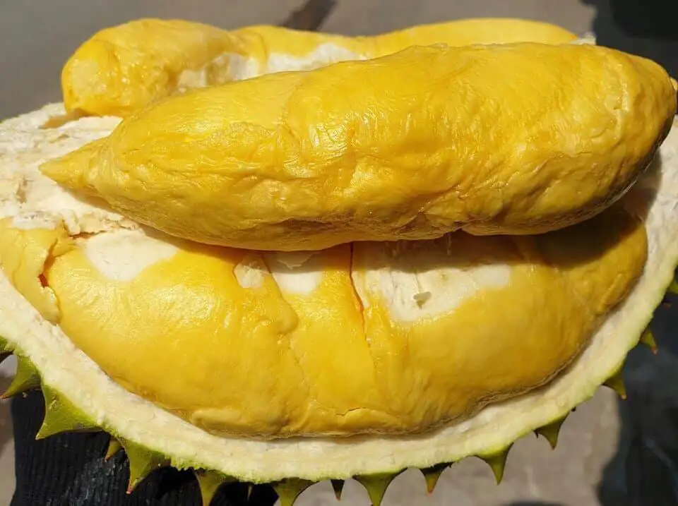  Замороженные цельные дурианские фрукты премиум-класса во Вьетнаме