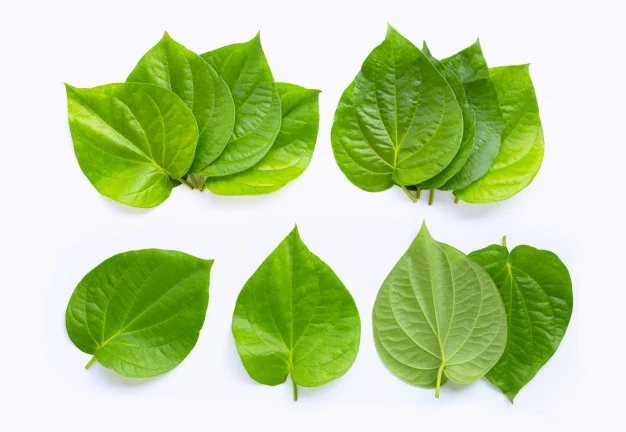 
Betel leaf/ organic Betel leaves - Fresh high-quality betel leaf from India 